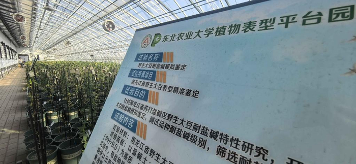 东北农业大学对野生大豆表型进行精准鉴定