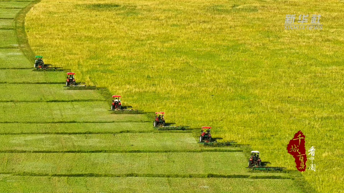 千城百縣看中國｜內蒙古：機械穿越打草忙 繪就草原豐收卷