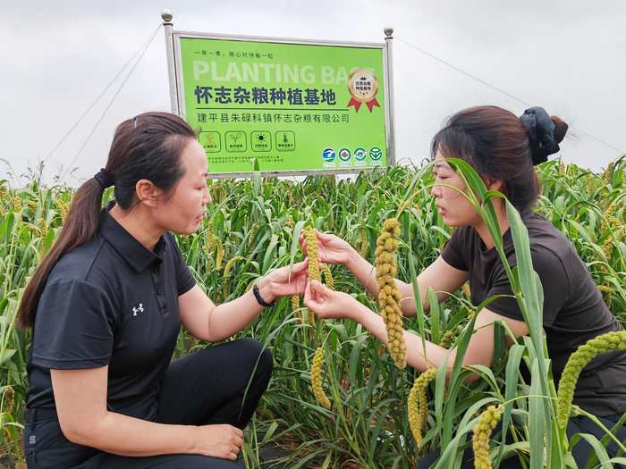 沉甸甸的谷子丰收在望。王文郁/摄