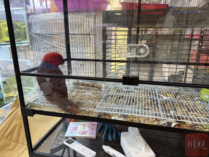 店家展示出的折衷鹦鹉。