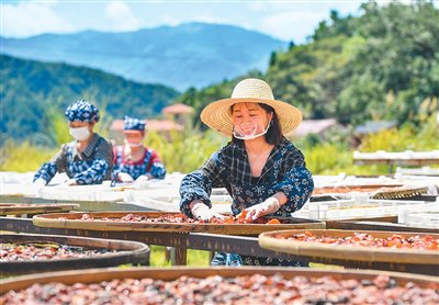 江西省銅鼓縣溫泉鎮祿田村村民在場(chǎng)院中“曬秋”。周 亮攝（人民視覺(jué)）