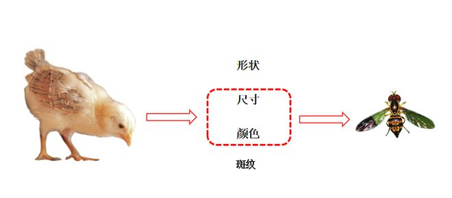 实验三结果示意图（图片来源：pixabay）