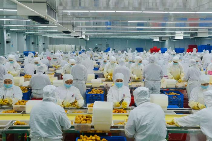 在广西果天下食品科技有限公司，芒果加工线旺季带动约2000人上岗增收（央广网发 粤桂协作工作队供图）