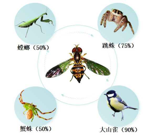 实验四结果示意图（图片来源：pixabay）