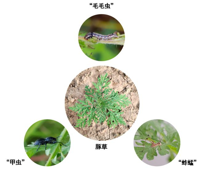 图1: 豚草及取食它的代表性昆虫