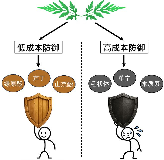 图2: 豚草的防御武器有轻重之别