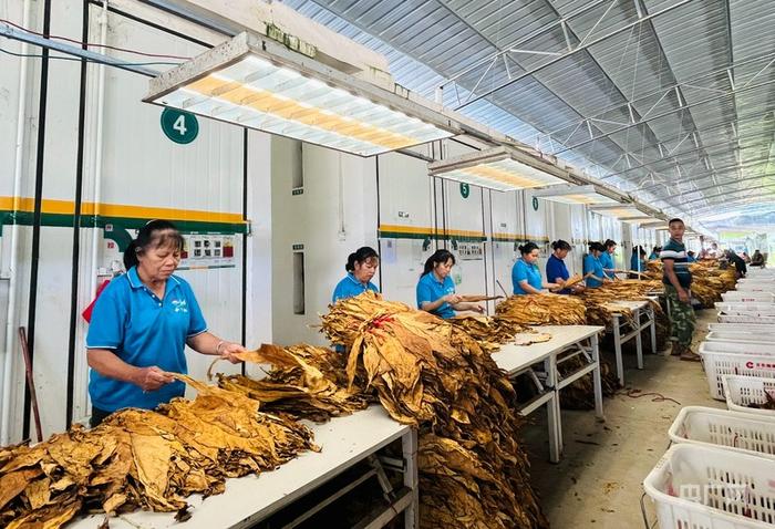 八德村烟叶加工区内，村民分拣烟叶，日均收入约200元（央广网见习记者 滕艳娇 摄）