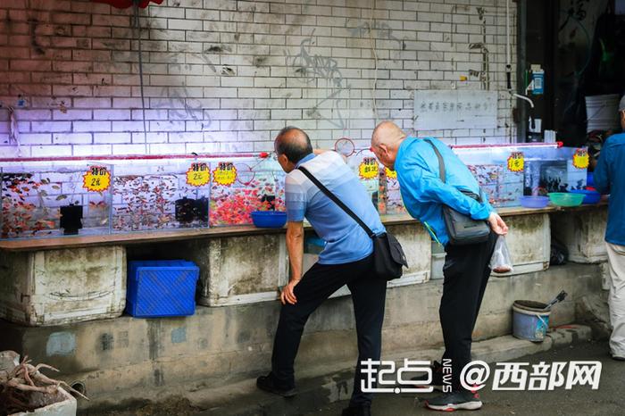 品种繁多的观赏鱼，吸引了众多市民选购。
