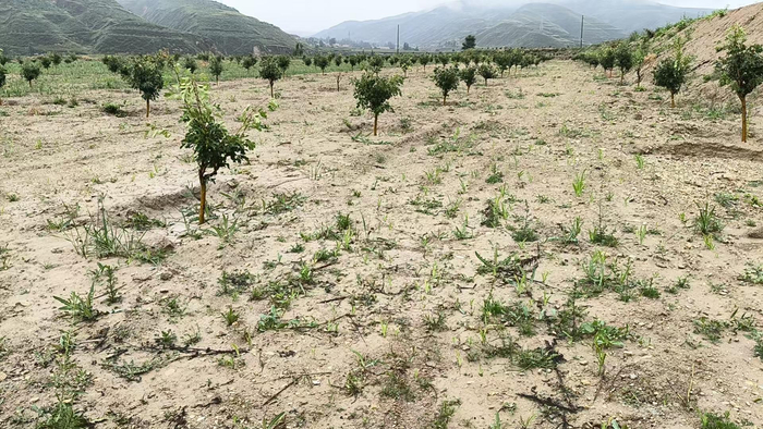 李俊乡山楂树下种药材。