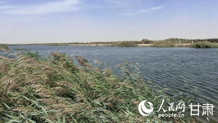 青土湖碧波荡漾、芦苇摇曳。人民网记者 王绍绍摄