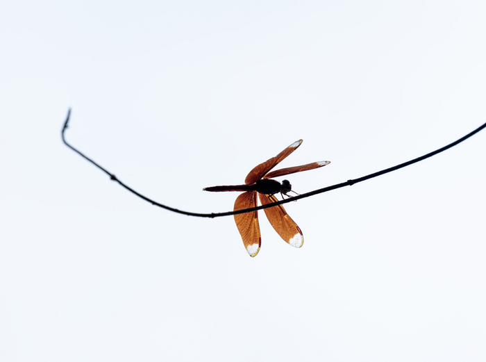 老蛙 FF 180mm F4.5 CA-Dreamer Macro 1.5X镜头实拍样片