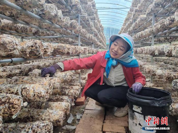 村民采摘成熟的蘑菇。　吴文春 摄
