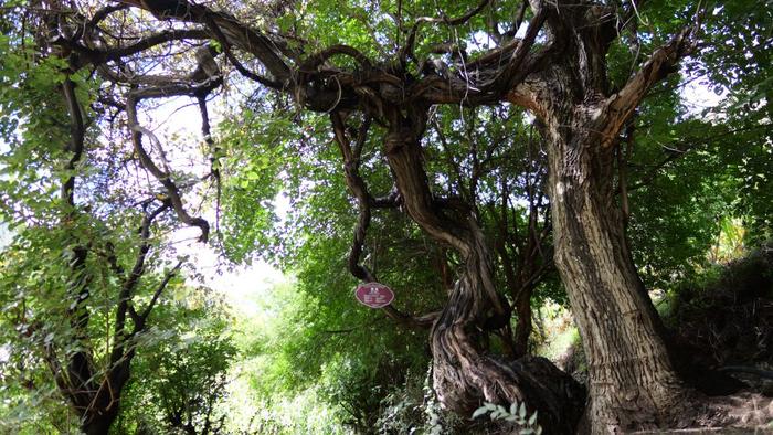 这是9月12日拍摄的左贡县绕金乡左巴村野生古葡萄树（左），树龄达416年。野生新华社记者 格桑朗杰 摄
