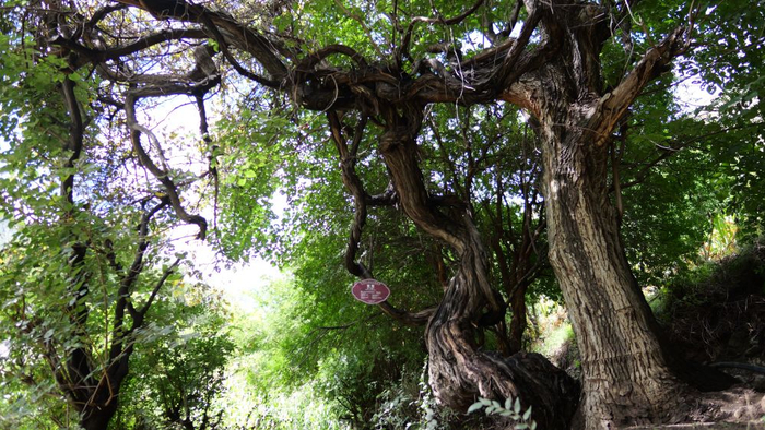 这是9月12日拍摄的左贡县绕金乡左巴村野生古葡萄树（左），树龄达416年。新华社记者 格桑朗杰 摄