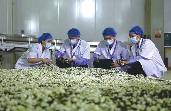 技术机构工作人员到广西南宁横州市的花茶企业开展质量帮扶