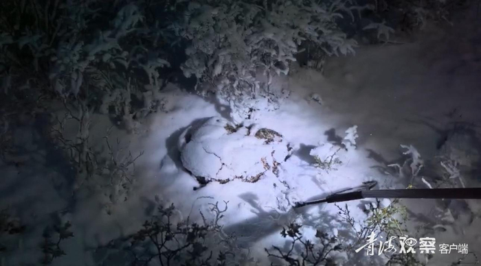 凌小芒受伤静卧 身体几乎与雪地融为一体