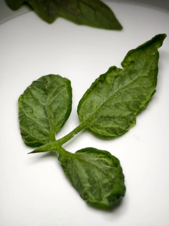 △烟粉虱造成的植物卷叶