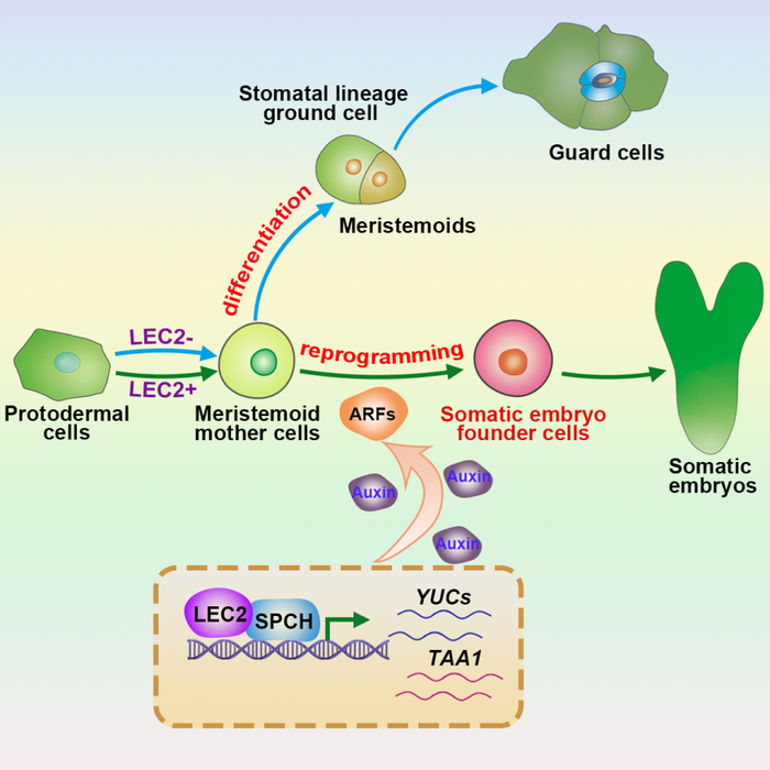 科研新突破！我國科學(xué)家破解植物細胞全能性世紀難題