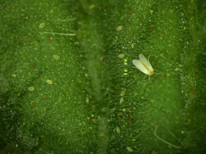 △显微镜下的烟粉虱成虫