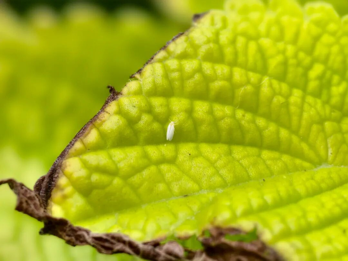△户外植物叶片上的烟粉虱