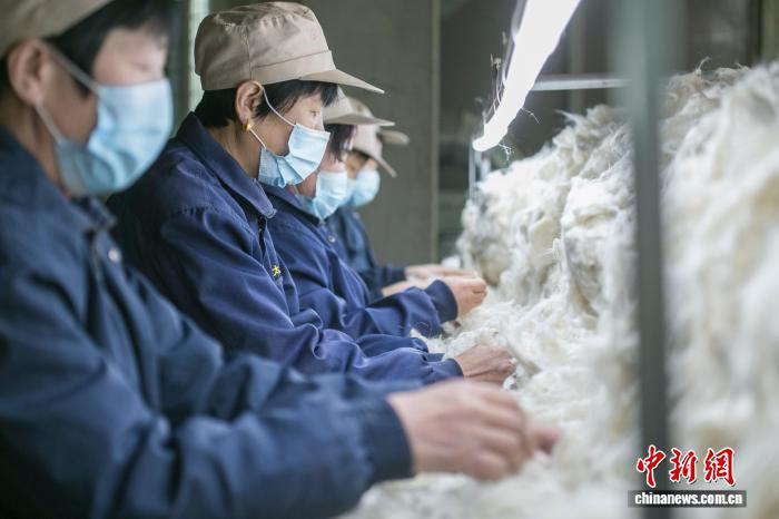 榆林羊绒毛产业成为传统产业的升级样本。榆林市委宣传部供图