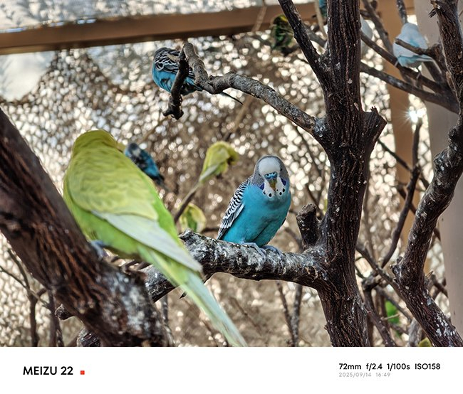 3x 75mm焦段长焦依然能保持相当不错的细节表现，鹦鹉的羽毛表现足够细腻。