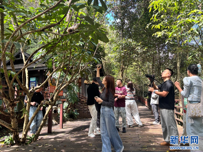 采风团成员抢抓角度拍摄蜂猴（9月16日摄）。新华网发（张玛睿 摄）