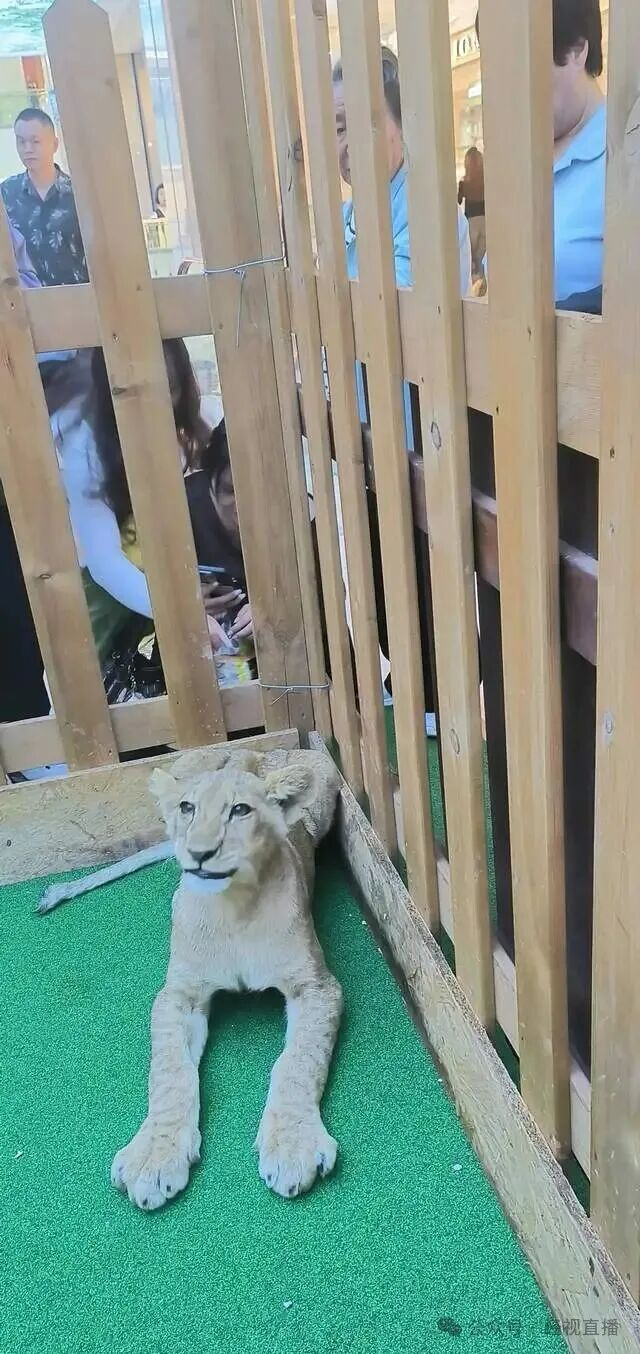 图/网络截图