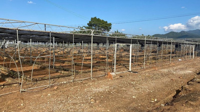 普洱永平：小棚綻新蕊 閑地釀“豐”景