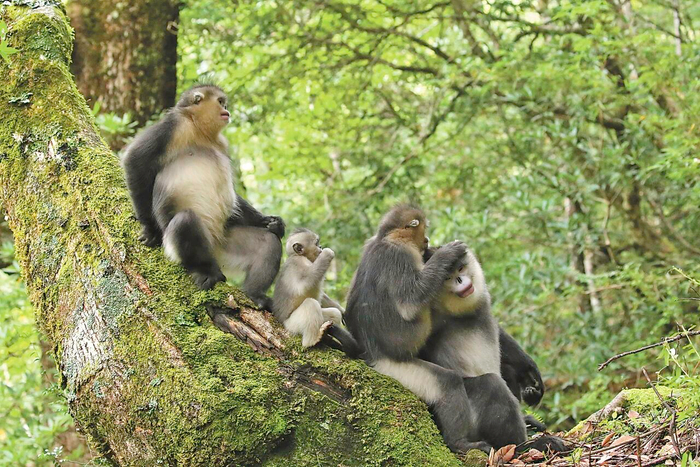 滇金絲猴。和鑫明 攝