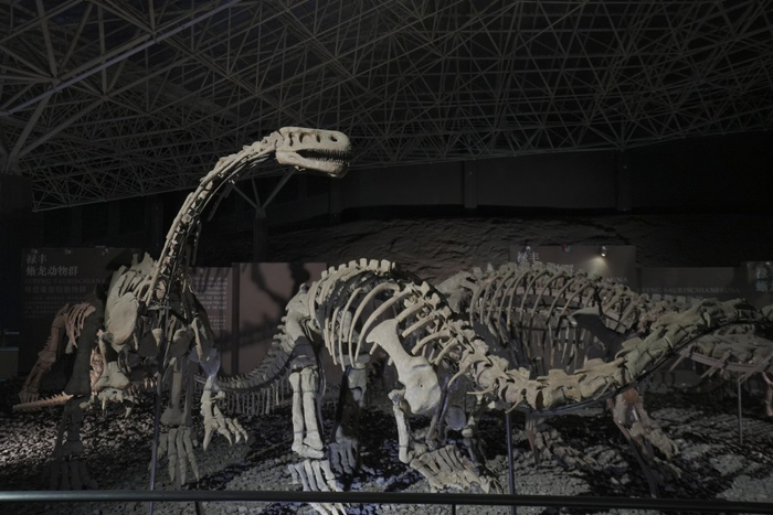 中国禄丰恐龙大遗址馆里的化石（9月16日摄）。新华网发（张凡松 摄）