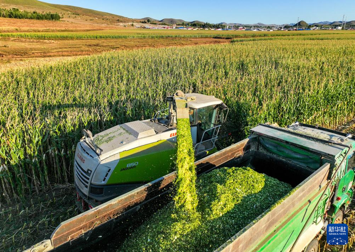??9月18日，在通遼市扎魯特旗巨日合鎮，旗搶農機在田間收割青貯玉米（無(wú)人機照片）。抓農貯新華社記者 連振 攝