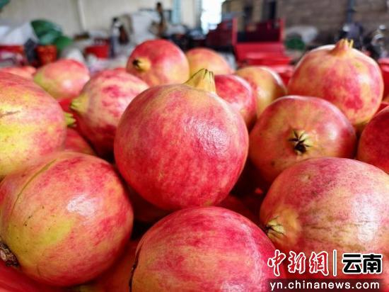 金秋石榴紅，情暖會(huì )澤鄉