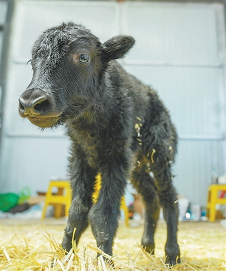 克隆牦?！凹{木錯1#”。資料圖片