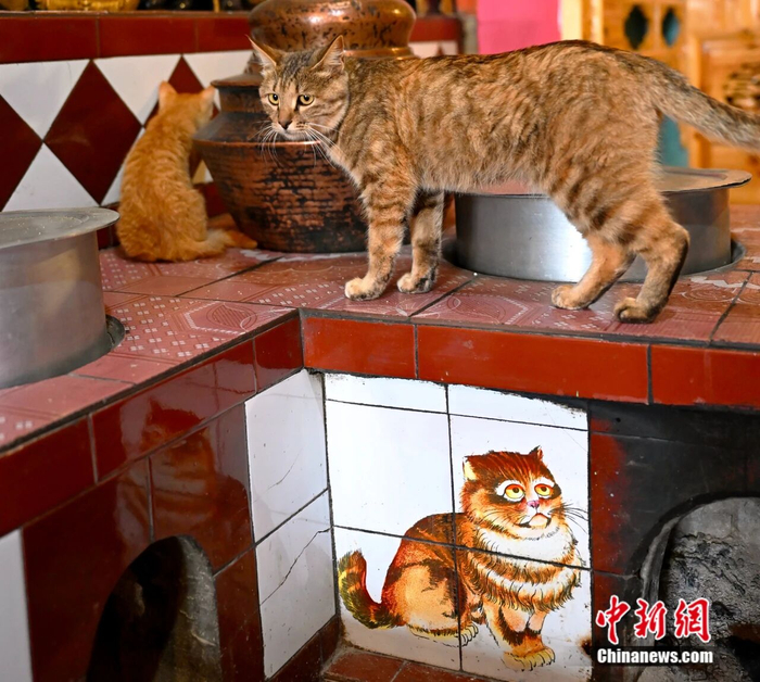 乡城人家的猫。记者 张浪 摄