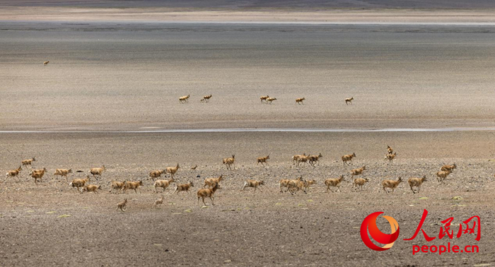 阿里地區改則縣拍攝到的藏羚羊群。人民網記者次仁羅布攝