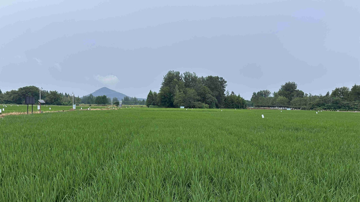 在安徽省南陵县，水稻长势喜人。人民网记者 王绍绍摄