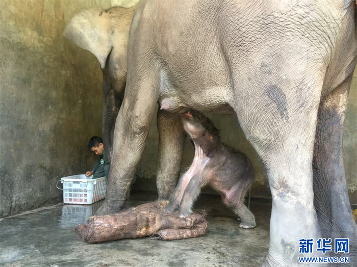 刚出生的“景景”站在棕垫上喝母乳(资料图)。新华网发(云南西双版纳国家级自然保护区管护局 供图)