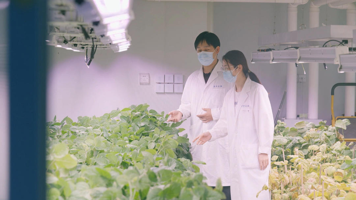 科研人员在观察人工气候室内的基因编辑作物。