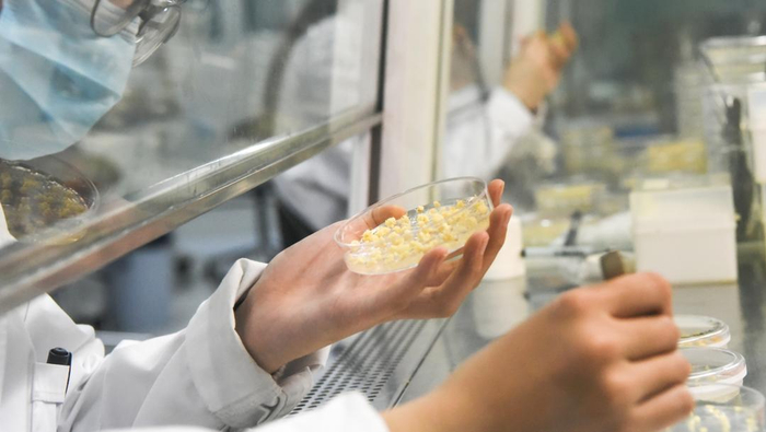 舜丰生物的科研人员在做大豆遗传转化工作。