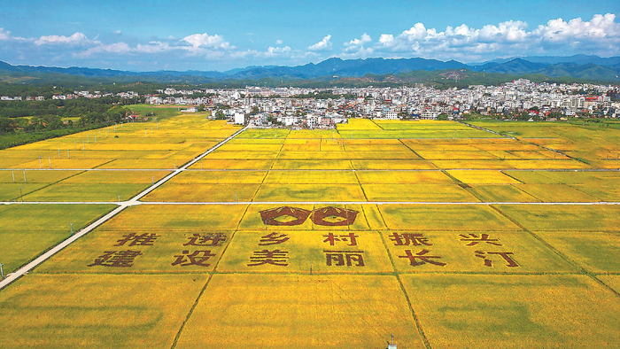长汀县河田镇远丰优质稻生产基地  （长汀县融媒体中心供图）