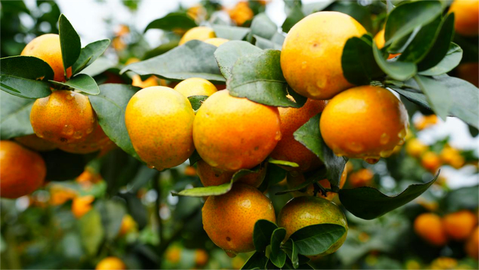 云南勐海：橘香漫山“指尖摘金”