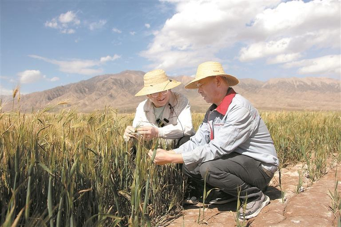 　　孔祥國與陳大錄查看青稞長勢。本報實習記者?朱煒明?攝