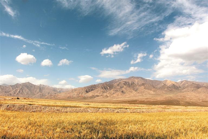 【慶農(nóng)業(yè)豐收 享美好生活】戈壁鹽堿灘 青稞迎豐收