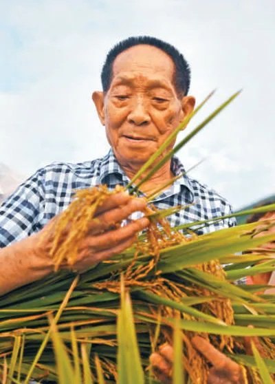 袁隆平在查看水稻生长情况(资料图)。新华社记者 陆波岸摄