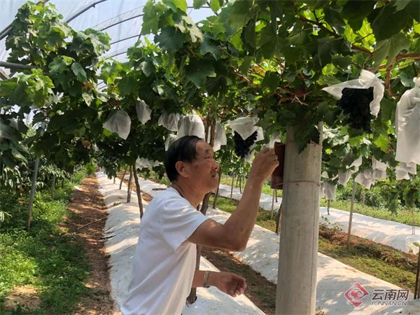 昆明兰露梦农业科技有限公司董事长张宝龙在基地里查看葡萄长势。