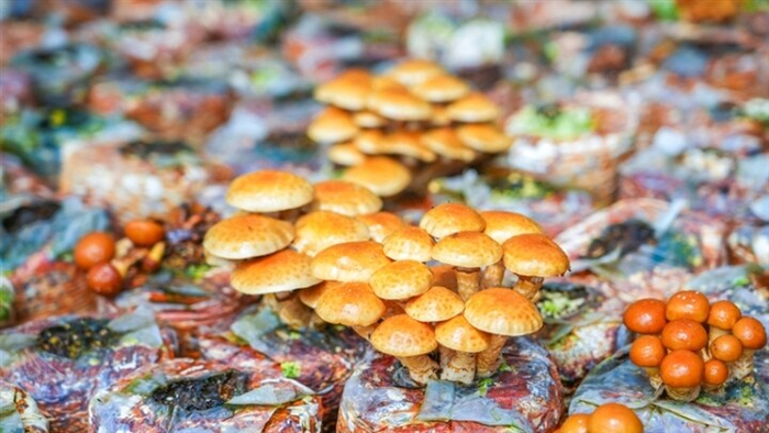 青海西寧：滑子菇挺進(jìn)南方市場