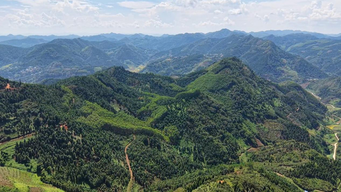 云南富宁:70多万亩八角丰收 绿了青山富了民|云南省|富宁县_新浪新闻
