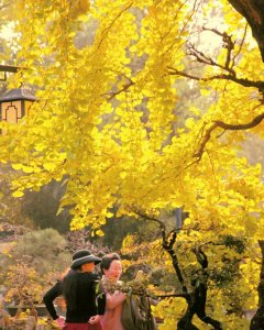 游客在百花潭观赏银杏。图源“成都文旅”公众号