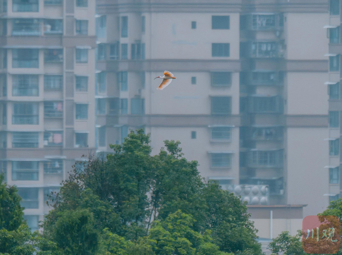野化放飞的朱鹮飞过城市。